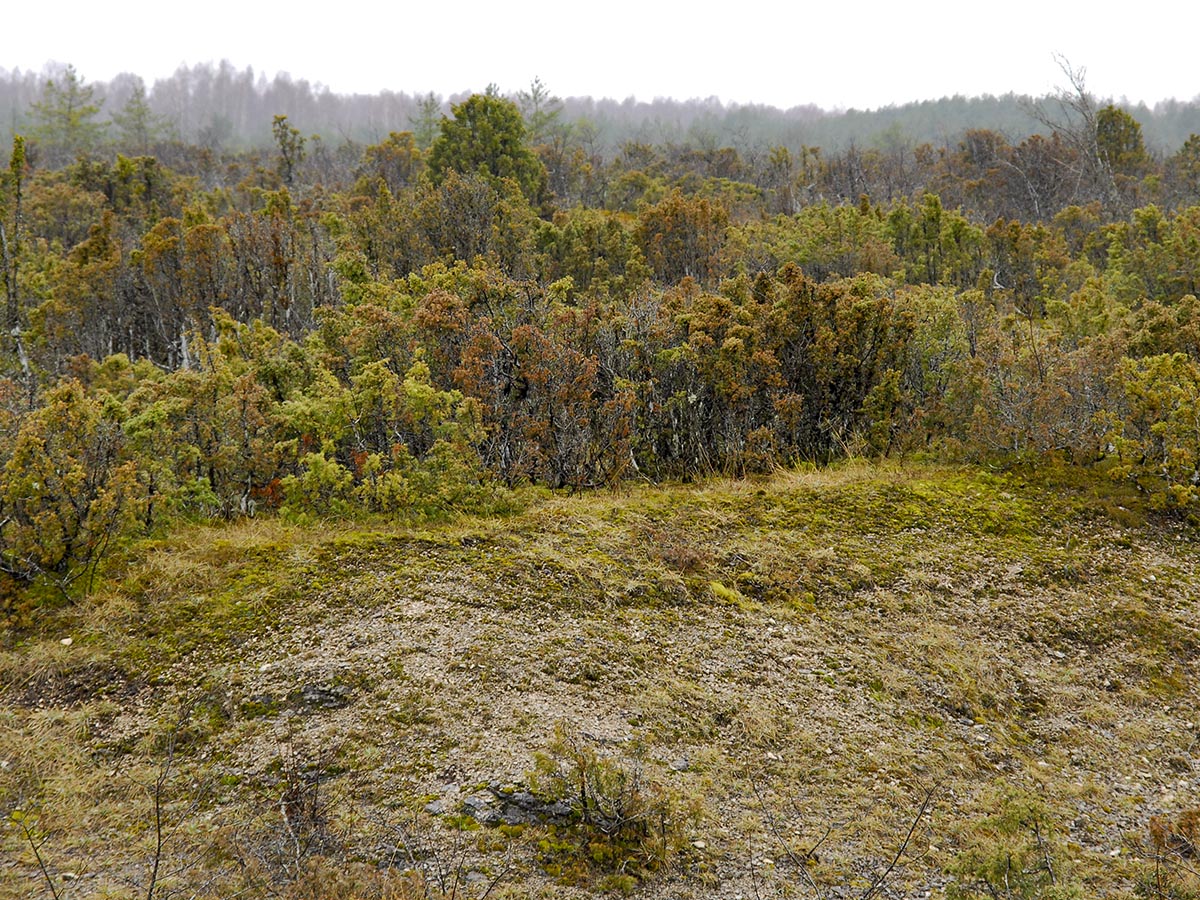 Landschaft mit Wacholder